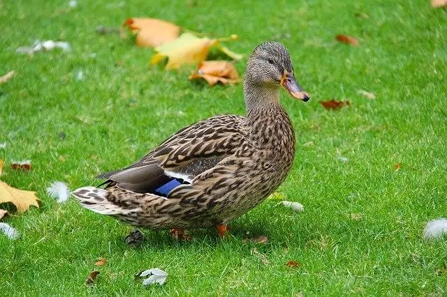 ברווז בפארק פוניקס דבלין