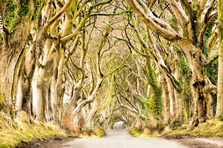 The Dark Hedges