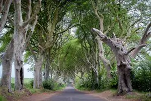 The Dark Hedges