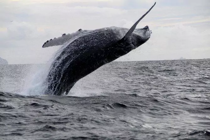 Whale & Dolphin Watching Boat Trip