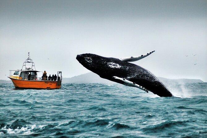 Whale & Dolphin Watching Boat Trip