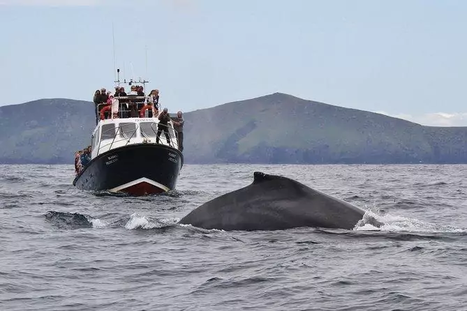 Whale & Dolphin Watching Boat Trip