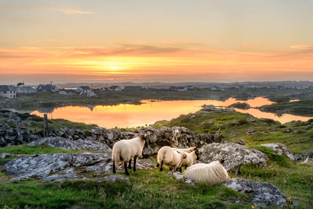 From Galway: Connemara National Park Full Day Tour